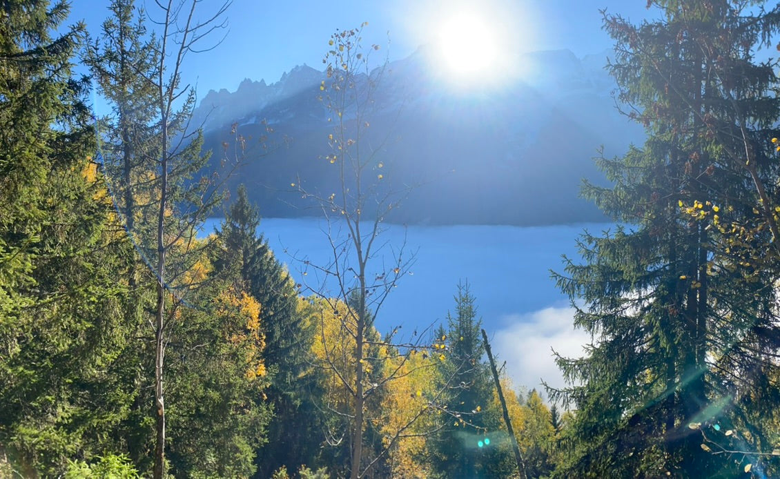 Autumn trees above a valley of cloud